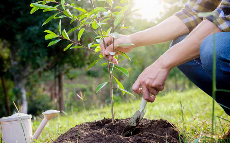 Planting a tree in soil
